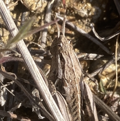 Perunga ochracea (Perunga grasshopper, Cross-dressing Grasshopper) at Molonglo, ACT - 13 Sep 2023 by SteveBorkowskis