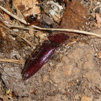 Hapatesus sp. (genus) (Hapatesus click beetle) at Mongarlowe River - 3 Sep 2023 by arjay