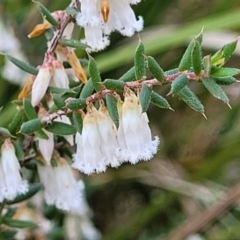 Leucopogon fletcheri subsp. brevisepalus (Twin Flower Beard-Heath) at Banksia Street Wetland Corridor - 13 Sep 2023 by trevorpreston