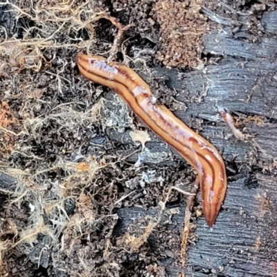 Anzoplana trilineata (A Flatworm) at Banksia Street Wetland Corridor - 13 Sep 2023 by trevorpreston