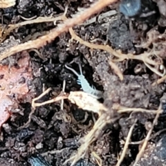 Symphyla (class) (Symphylan or garden centipede) at O'Connor, ACT - 13 Sep 2023 by trevorpreston