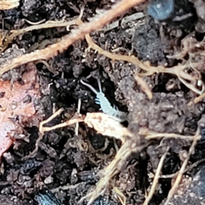 Symphyla (class) (Symphylan or garden centipede) at Banksia Street Wetland Corridor - 13 Sep 2023 by trevorpreston