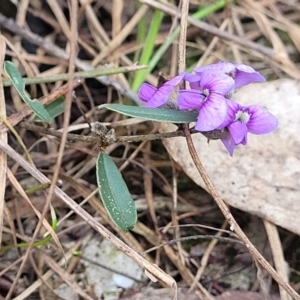 Hovea heterophylla at O'Connor, ACT - 13 Sep 2023