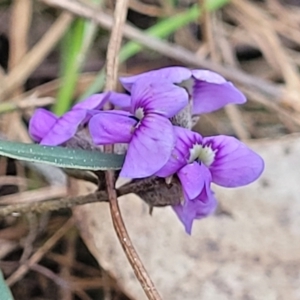 Hovea heterophylla at O'Connor, ACT - 13 Sep 2023 04:25 PM