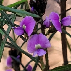 Glycine clandestina (Twining Glycine) at O'Connor, ACT - 13 Sep 2023 by trevorpreston