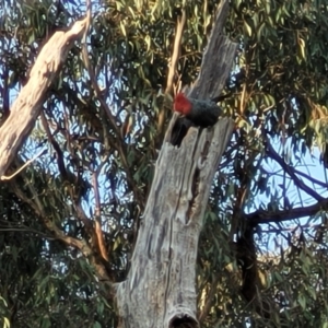 Callocephalon fimbriatum at O'Connor, ACT - suppressed