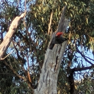 Callocephalon fimbriatum at O'Connor, ACT - 13 Sep 2023