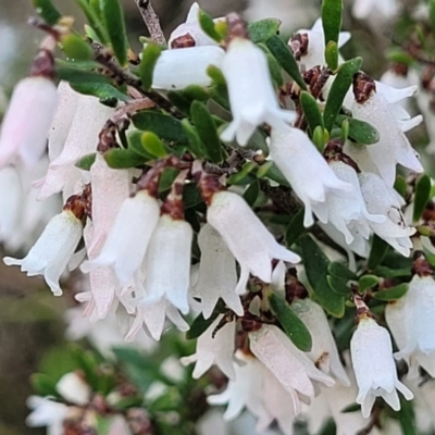 Cryptandra amara (Bitter Cryptandra) at O'Connor, ACT - 13 Sep 2023 by trevorpreston