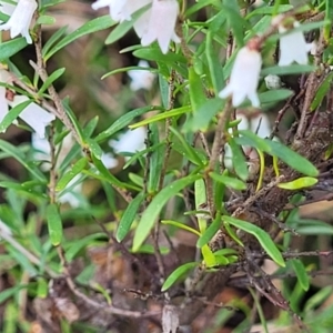 Cryptandra amara at O'Connor, ACT - 13 Sep 2023