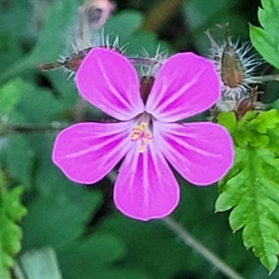 Geranium robertianum (Herb Robert) at O'Connor, ACT - 13 Sep 2023 by trevorpreston