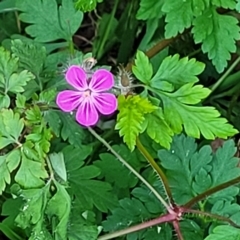 Geranium robertianum at O'Connor, ACT - 13 Sep 2023