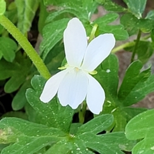 Viola odorata at O'Connor, ACT - 13 Sep 2023