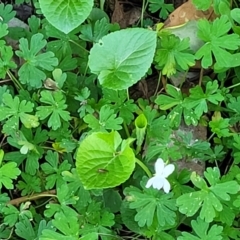 Viola odorata at O'Connor, ACT - 13 Sep 2023