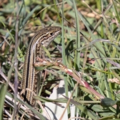 Ctenotus robustus (Robust Striped-skink) at Stromlo, ACT - 13 Sep 2023 by SWishart