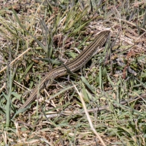 Ctenotus robustus at Stromlo, ACT - 13 Sep 2023