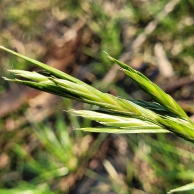 Bromus catharticus (Prairie Grass) at Banksia Street Wetland Corridor - 13 Sep 2023 by trevorpreston