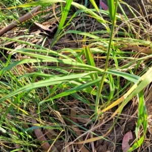 Bromus catharticus at O'Connor, ACT - 13 Sep 2023 04:18 PM