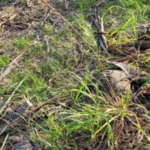 Bromus catharticus at O'Connor, ACT - 13 Sep 2023