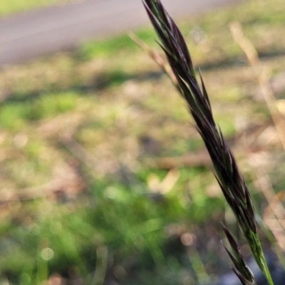 Rytidosperma sp. (Wallaby Grass) at Banksia Street Wetland Corridor - 13 Sep 2023 by trevorpreston