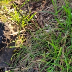 Rytidosperma sp. at O'Connor, ACT - 13 Sep 2023