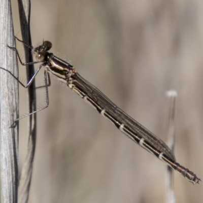 Austrolestes annulosus (Blue Ringtail) at Stromlo, ACT - 13 Sep 2023 by SWishart