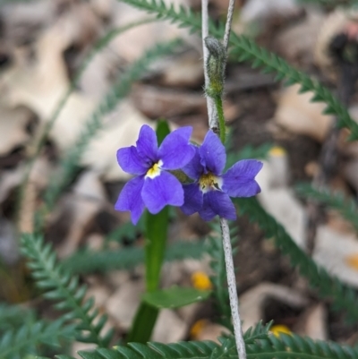 Dampiera alata (Winged-Stemmed Dampiera) at Paulls Valley, WA - 12 Sep 2023 by HelenCross