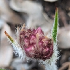 Conostylis setosa (White Cottonhead) at Paulls Valley, WA - 12 Sep 2023 by HelenCross