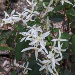 Clematis pubescens (Common Clematis) at Paulls Valley, WA - 12 Sep 2023 by HelenCross