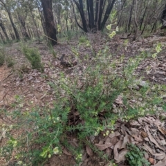 Phyllanthus calycinus (False Boronia) at Paulls Valley, WA - 12 Sep 2023 by HelenCross