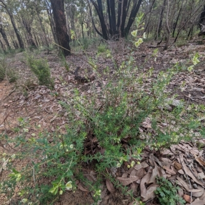 Phyllanthus calycinus (False Boronia) at Paulls Valley, WA - 12 Sep 2023 by HelenCross