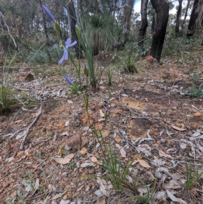 Orthrosanthus laxus (Morning Iris) at Paulls Valley, WA - 12 Sep 2023 by HelenCross