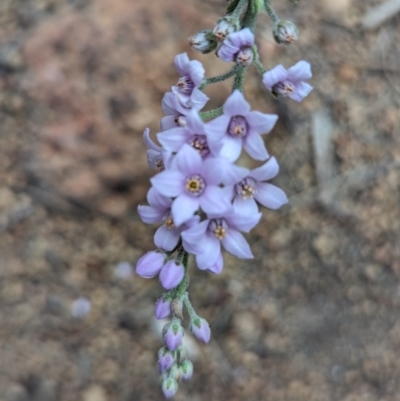 Philotheca spicata (Pepper and Salt) at Paulls Valley, WA - 12 Sep 2023 by HelenCross