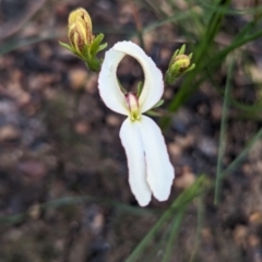 Stylidium sp. (Trigger Plant) at Paulls Valley, WA - 12 Sep 2023 by HelenCross