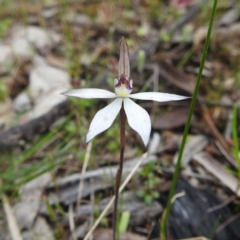 Ericksonella saccharata (Sugar Orchid) at Williams, WA - 10 Sep 2023 by HelenCross