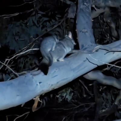 Trichosurus vulpecula (Common Brushtail Possum) at Williams, WA - 11 Sep 2023 by HelenCross