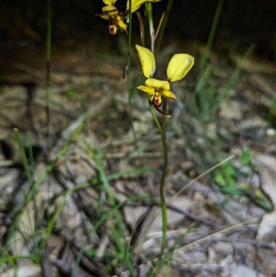 Unidentified Orchid at Williams, WA - 11 Sep 2023 by HelenCross