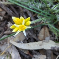 Unidentified Other Wildflower or Herb at Williams, WA - 11 Sep 2023 by HelenCross