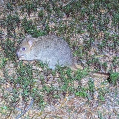 Bettongia penicillata (Woylie) at suppressed - 11 Sep 2023 by HelenCross