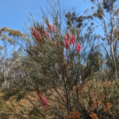 Hakea sp. at Dryandra, WA - 11 Sep 2023 by HelenCross