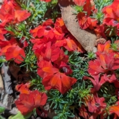 Lechenaultia formosa (Red Lechenaultia) at Williams, WA - 11 Sep 2023 by HelenCross