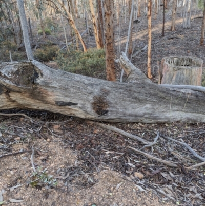 Apis mellifera at Dryandra, WA - 10 Sep 2023 by HelenCross