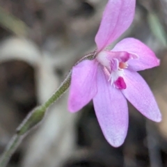 Caladenia reptans (Little Pink Fairies) at Dryandra, WA - 10 Sep 2023 by HelenCross