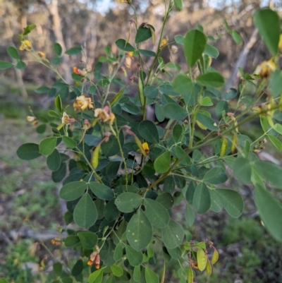 Unidentified Pea at Dryandra, WA - 10 Sep 2023 by HelenCross