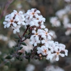 Leucopogon darlingensis at Dryandra, WA - 10 Sep 2023 by HelenCross