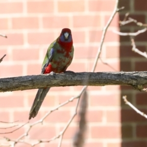 Platycercus elegans at Galong, NSW - 11 Sep 2023