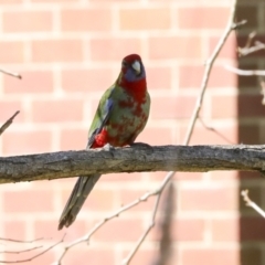 Platycercus elegans at Galong, NSW - 11 Sep 2023