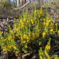 Hibbertia hemignosta at Dryandra, WA - 10 Sep 2023 by HelenCross