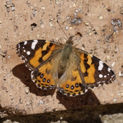 Vanessa kershawi (Australian Painted Lady) at Chisholm, ACT - 6 Sep 2023 by roman_soroka