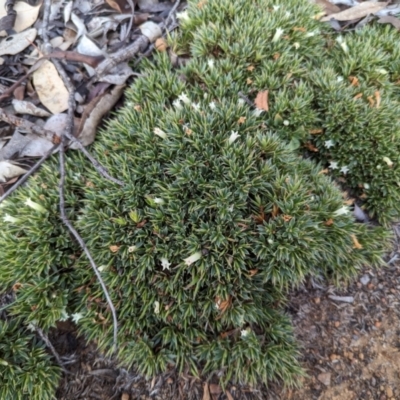 Astroloma pallidum (Kick Bush) at Dryandra, WA - 10 Sep 2023 by HelenCross