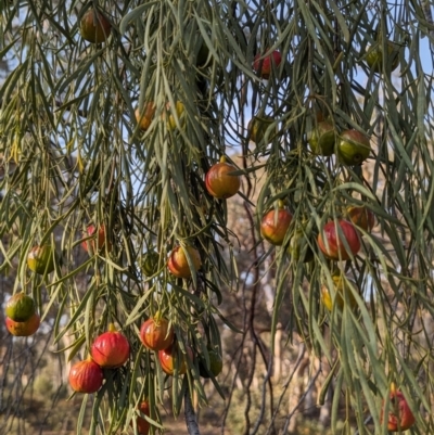 Santalum murrayanum (Bitter Quandong) at Dryandra, WA - 10 Sep 2023 by HelenCross